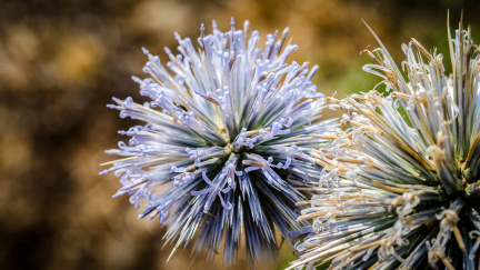 Flowers of the spiny plant Echinops spinosissimus